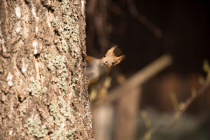 Eurasian Red Squirrel (Sciurus vulgaris) baby peek behind the birch trunk, Springtime, Finland Eurasian Red Squirrel (Sciurus vulgaris) baby peek behind the birch trunk, Springtime, Finland